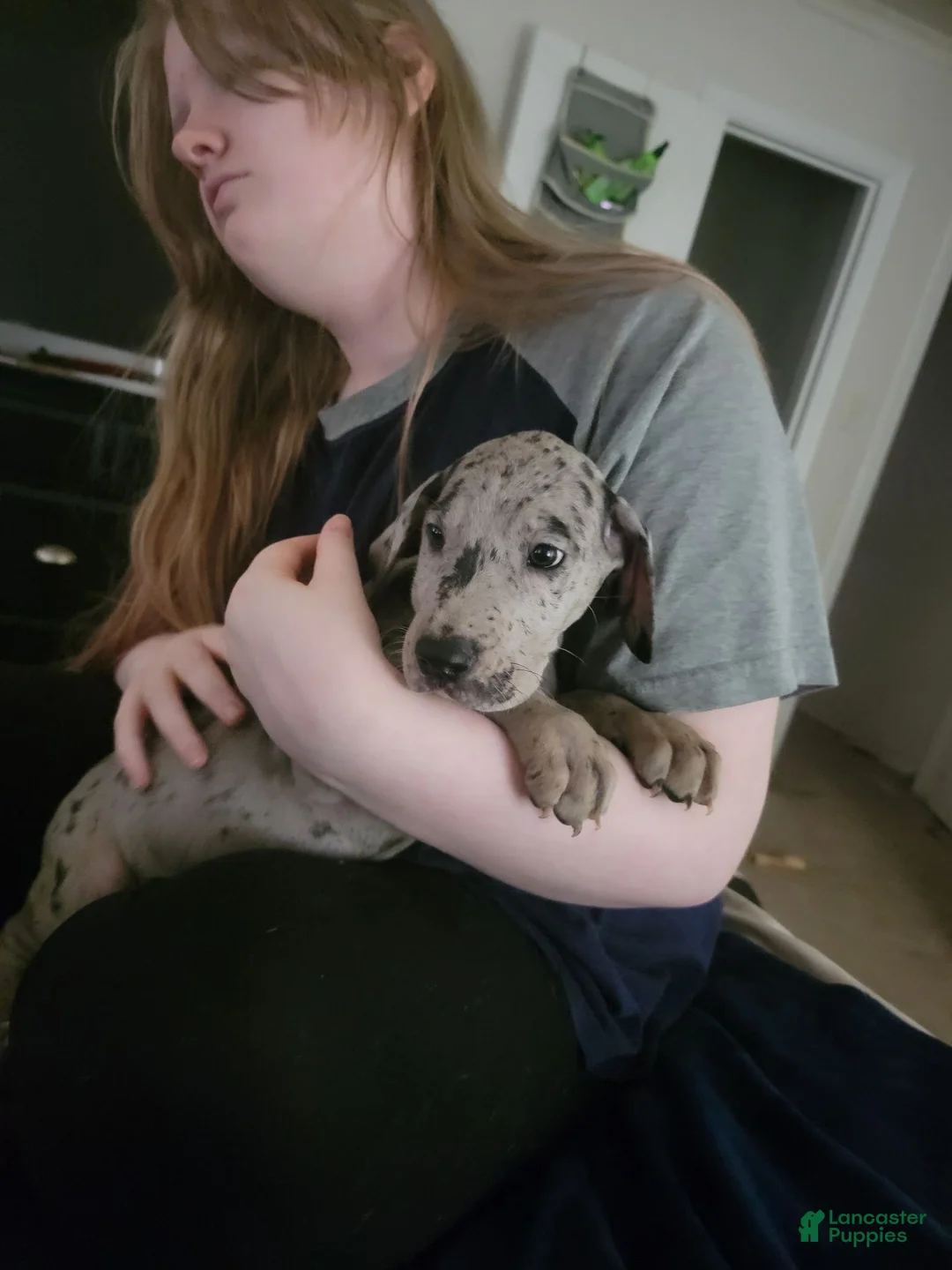 Great Dane dogs for sale: Great Dane 7 - Ad 2