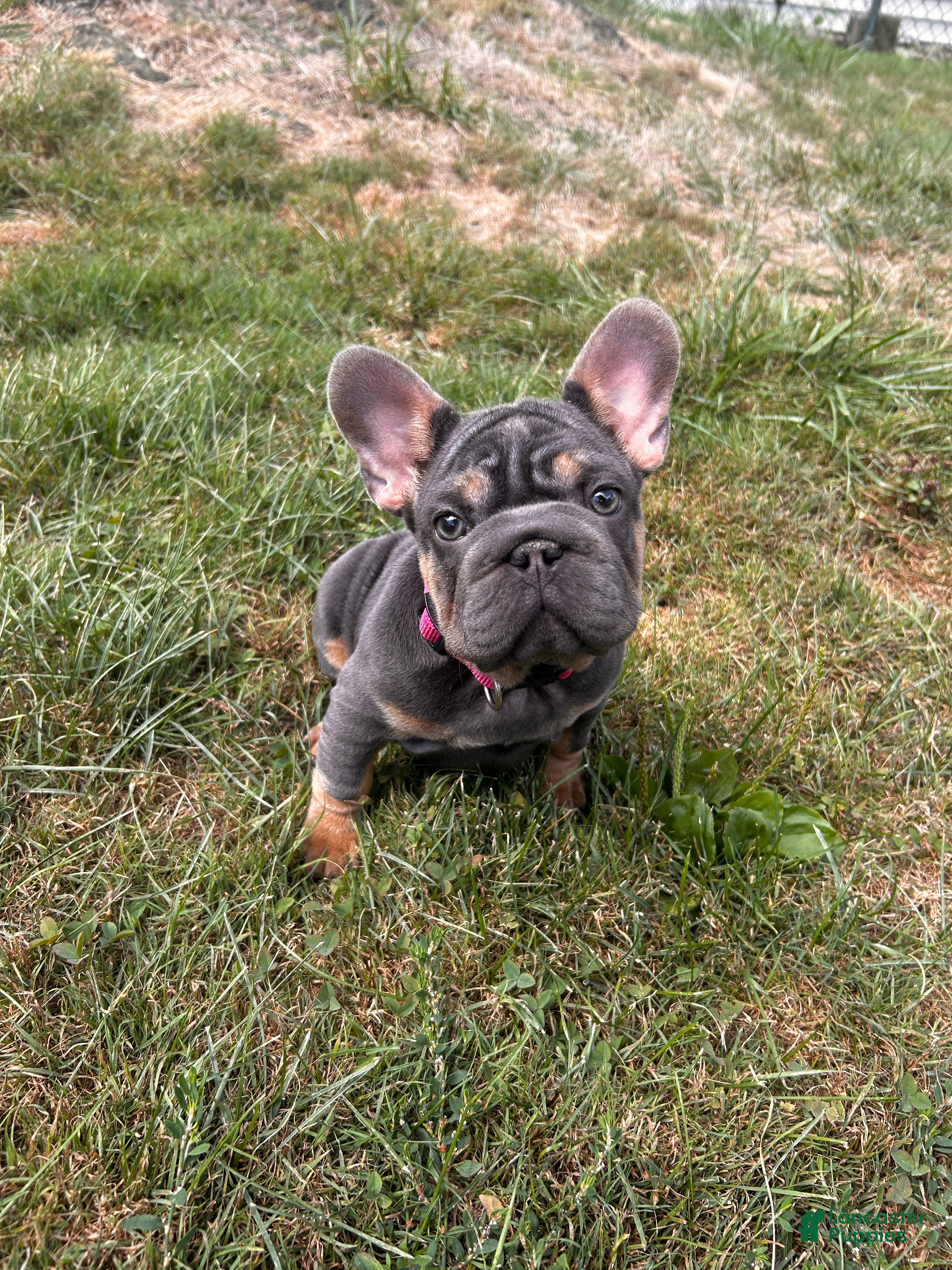 French Bulldog dogs PIXIE - Ad 2