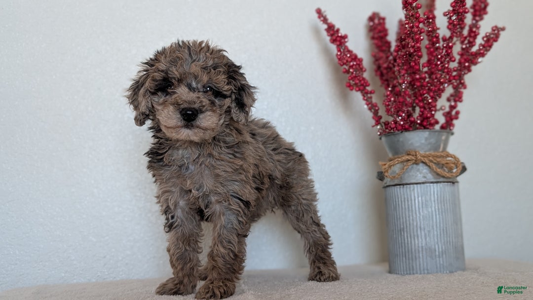 Mini Bernedoodle dogs for sale: Vanessa  - Ad 5