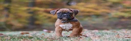 Boxer dogs for sale: Hudson - Ad 4