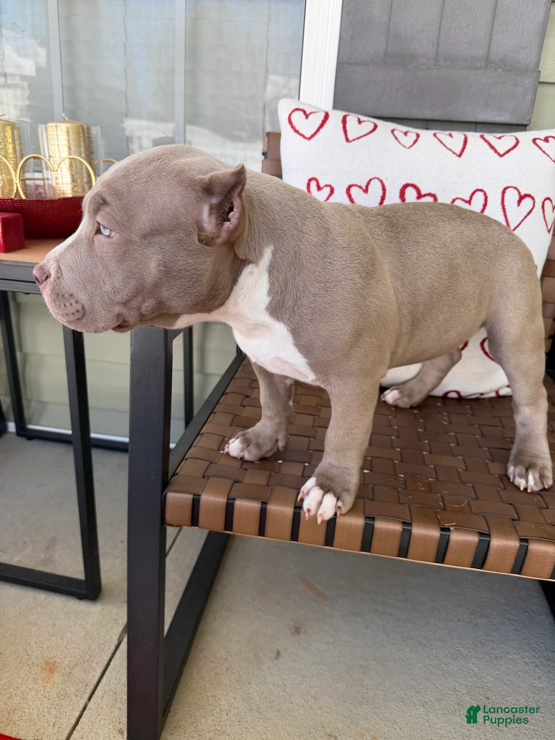 American Bully dogs for sale: Ace - Ad 4