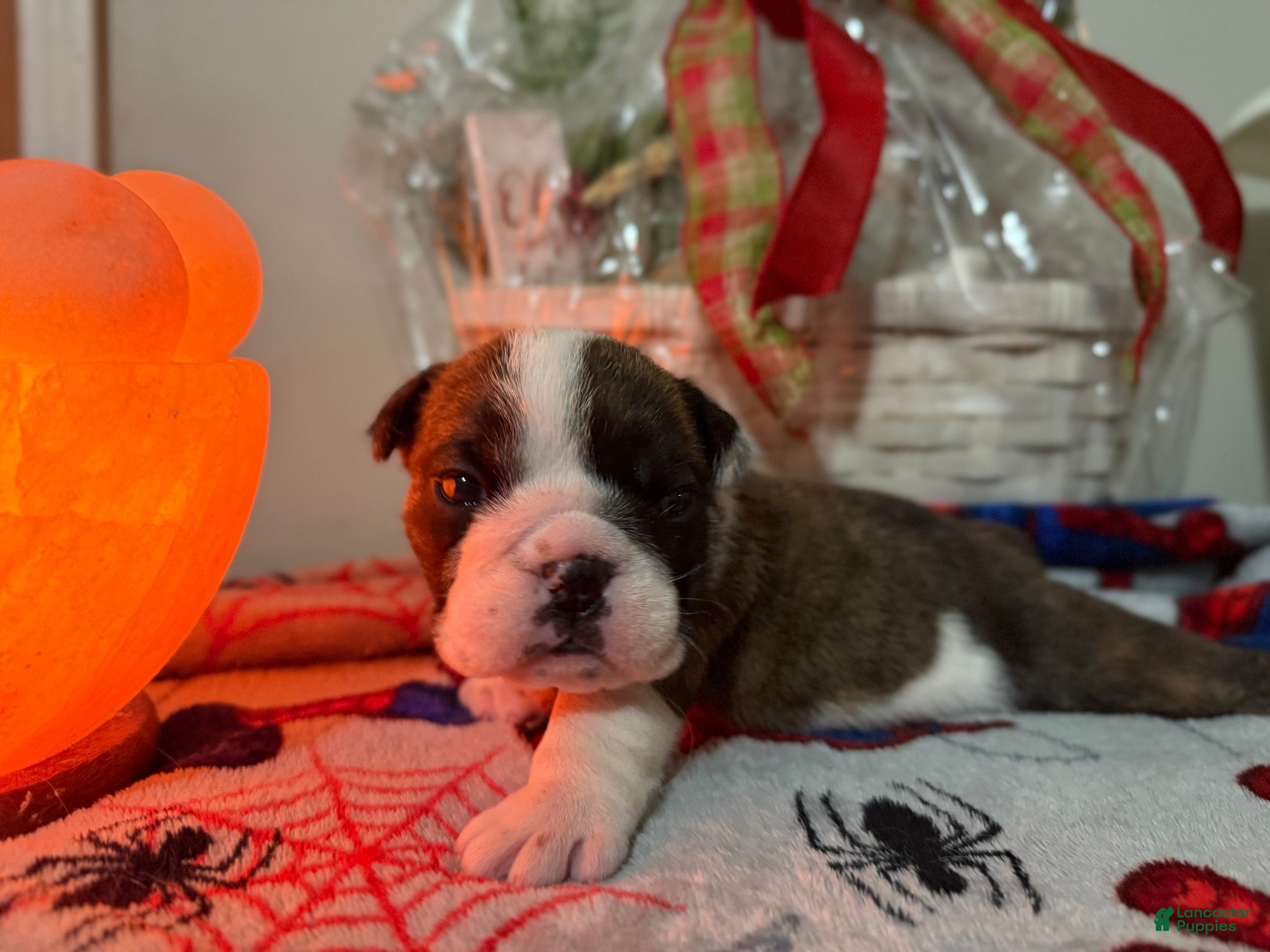 English Bulldog dogs English Bulldog Puppy 4 - Ad 12