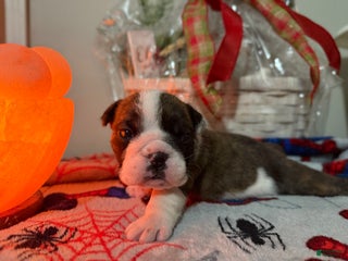 English Bulldog dogs English Bulldog Puppy 4 - Ad 6