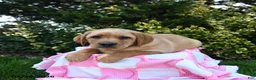Labrador Retriever dogs for sale: Rex - Ad 2