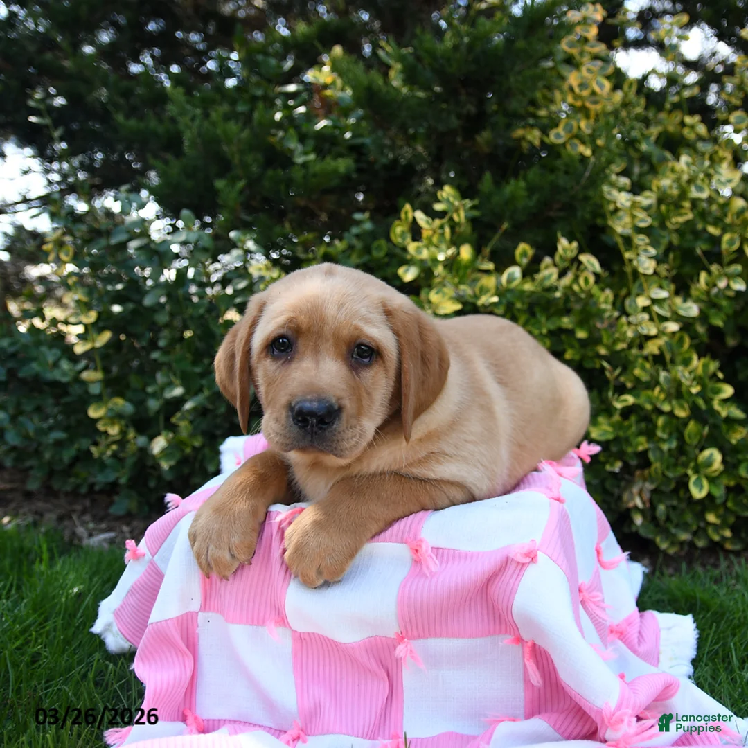 Labrador Retriever dogs for sale: Rex - Ad 2