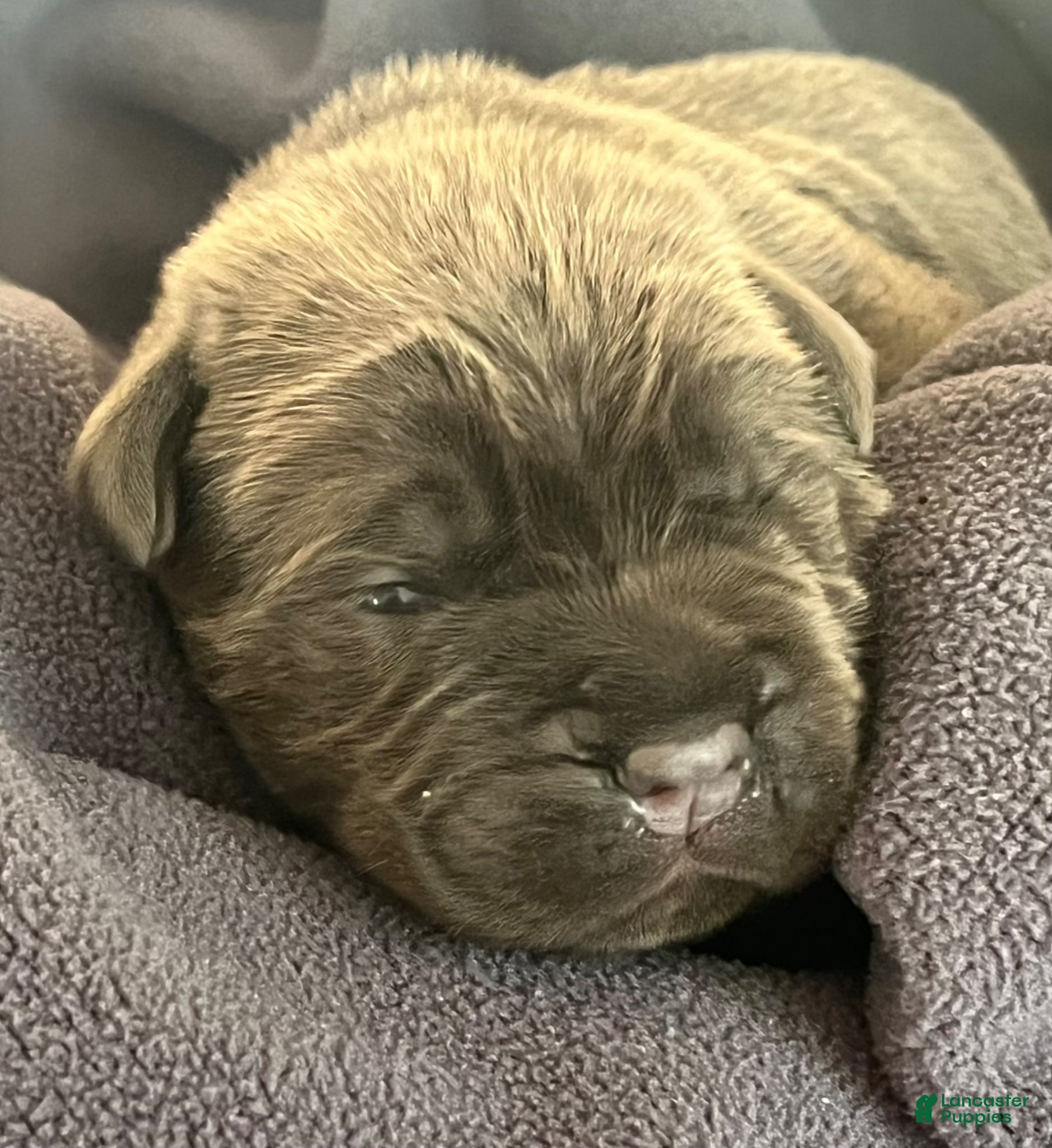 Cane Corso dogs Purple collar - Ad 1