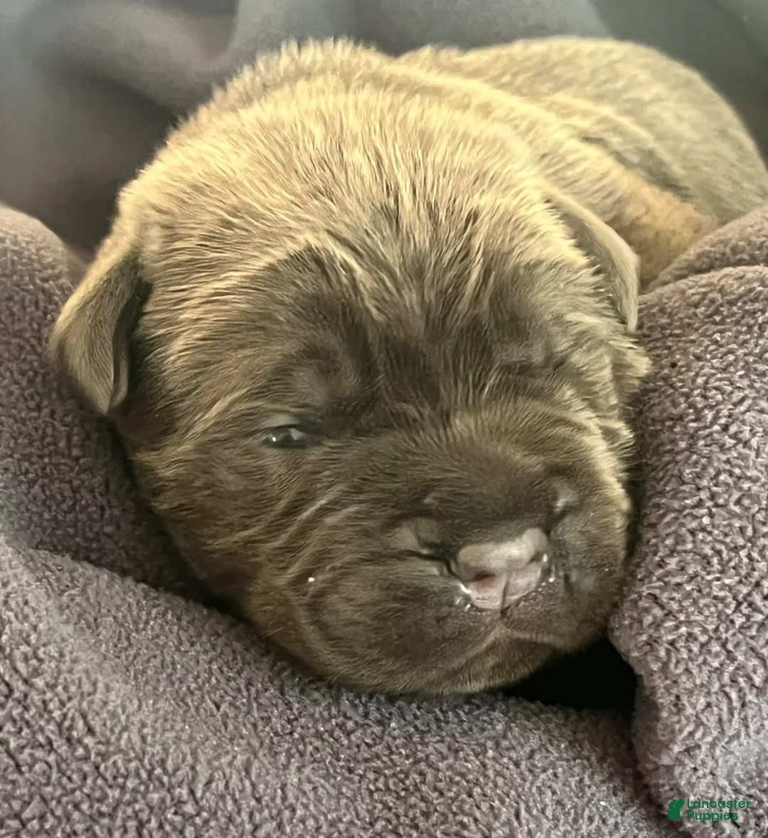 Cane Corso dogs for sale: Purple collar - Ad 1