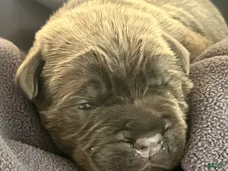 Cane Corso dogs for sale: Purple collar - Ad 3