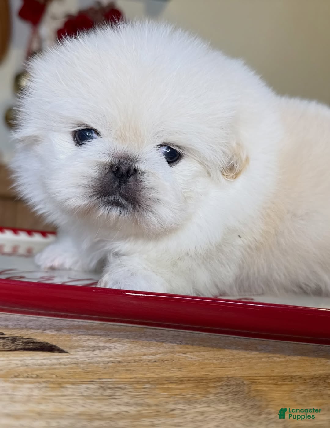 Pekingese dogs for sale: Finn - Ad 7