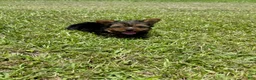 Yorkshire Terrier dogs for sale: Boy  - Ad 2