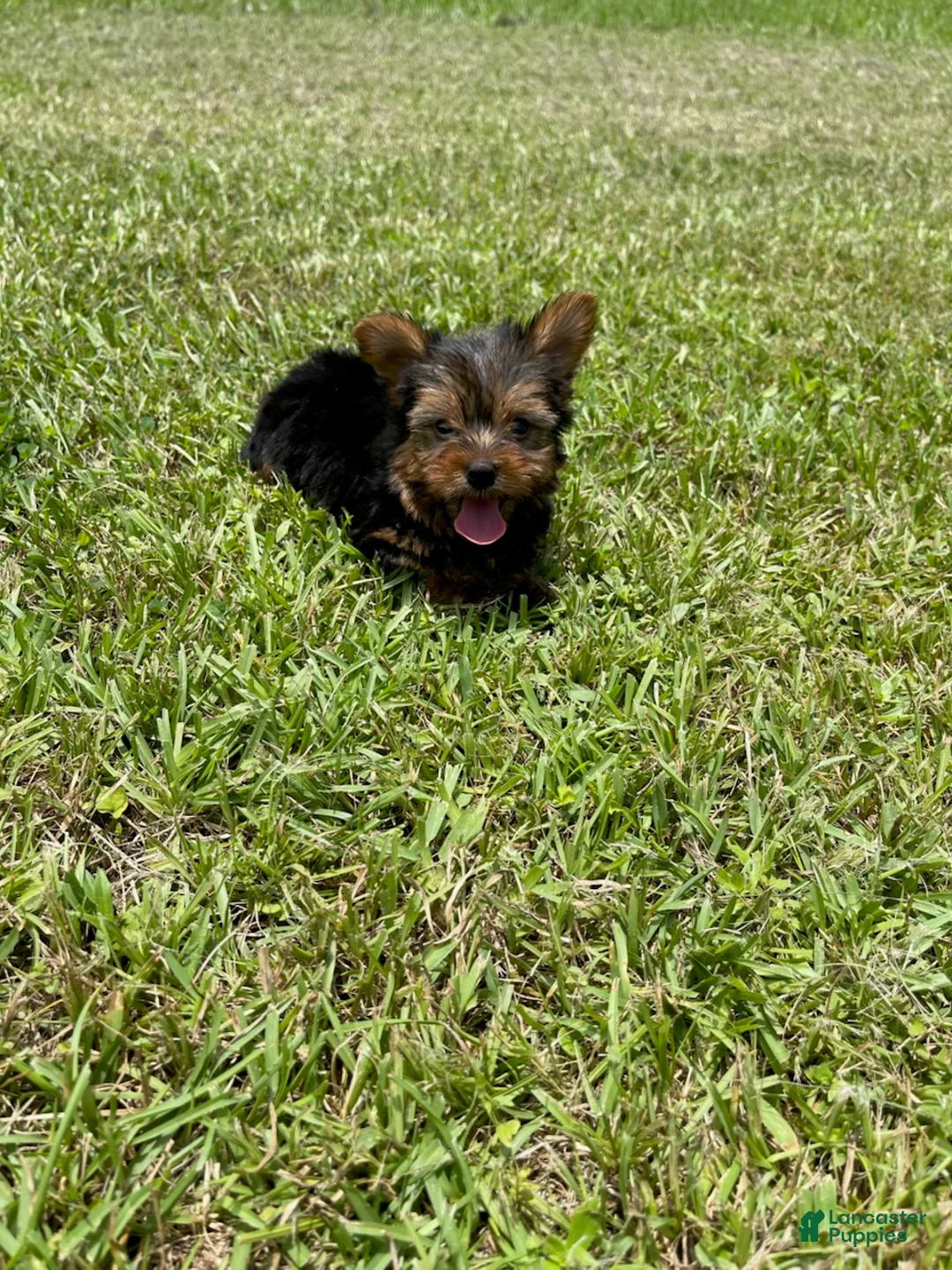Yorkshire Terrier dogs for sale: Boy  - Ad 2