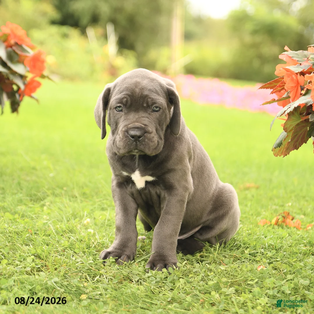 Cane Corso dogs for sale: Drew - Ad 2