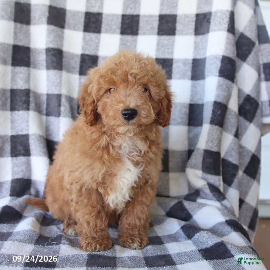 Miniature Poodle dogs Rusty - Ad 2