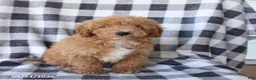 Miniature Poodle dogs for sale: Rusty - Ad 2