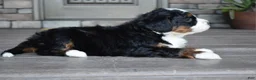 Mini Bernedoodle dogs for sale: Jewel - Ad 3