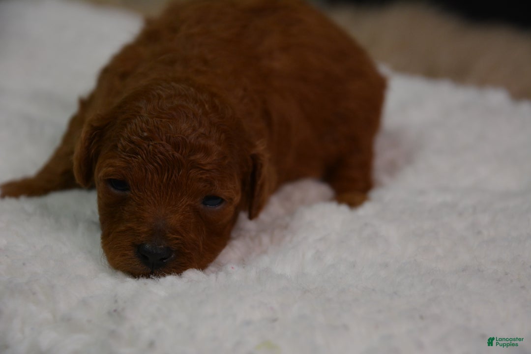 Toy Poodle dogs for sale: Toy Poodle Puppy 2 - Ad 8