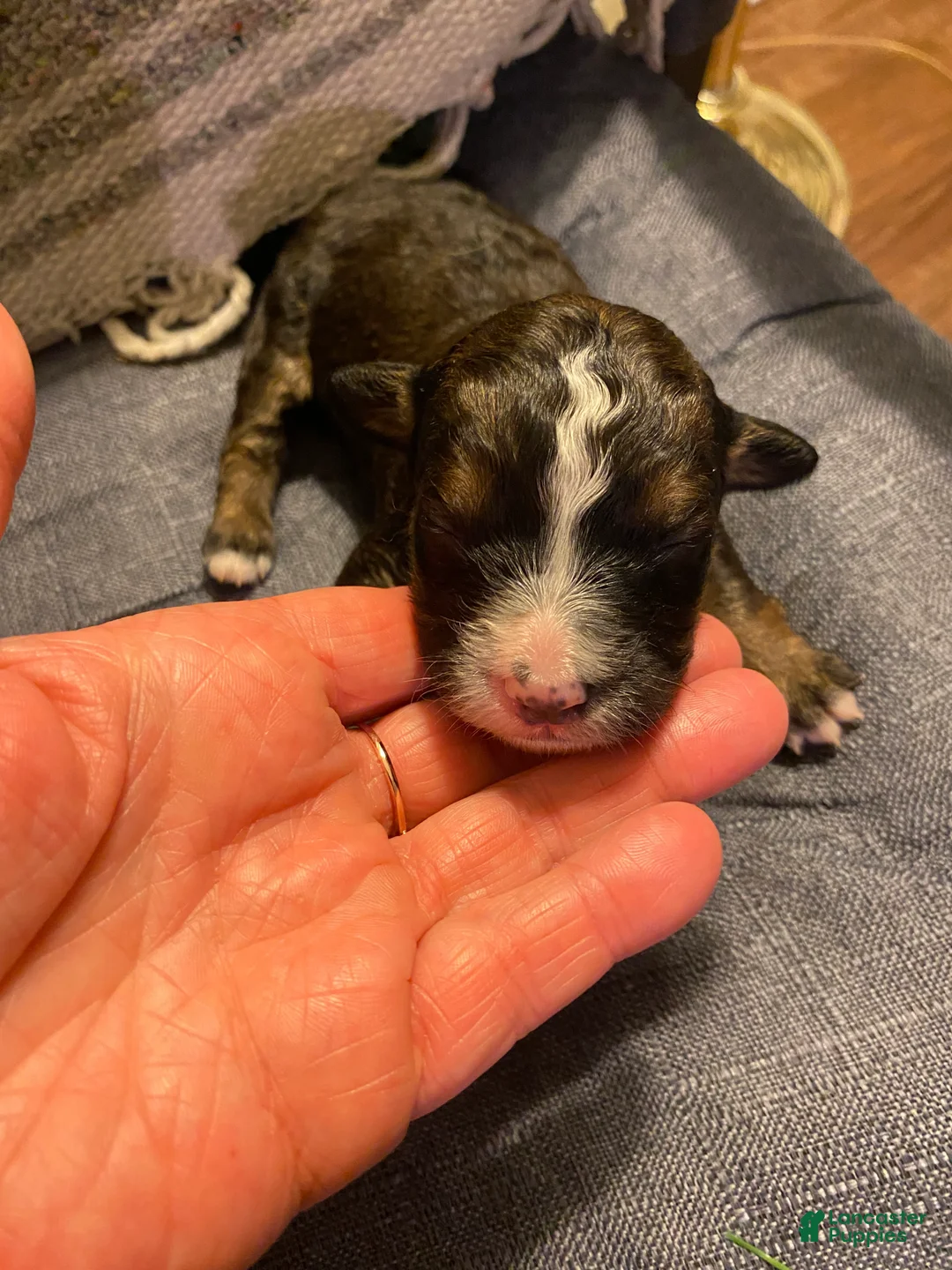 Bernedoodle dogs for sale: Bernedoodle Puppy 2 - Ad 8