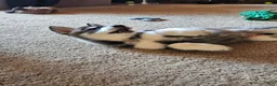 Gerberian Shepsky dogs for sale: Jackpot - Ad 3
