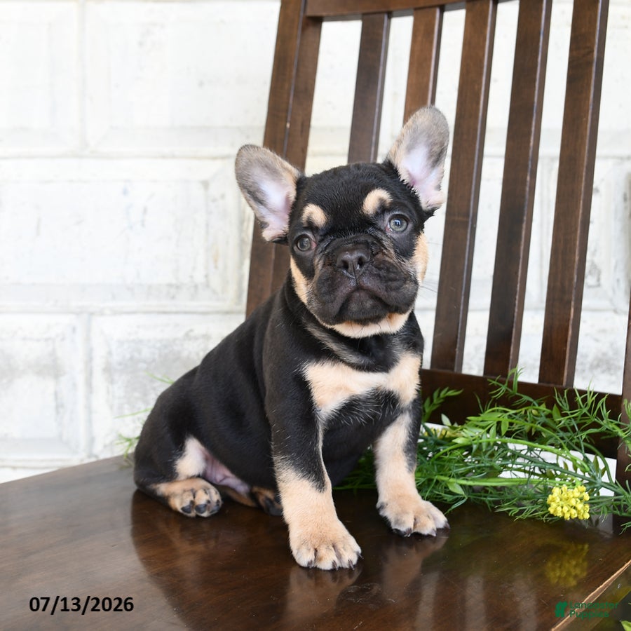 French Bulldog dogs Hadlee - Ad 1