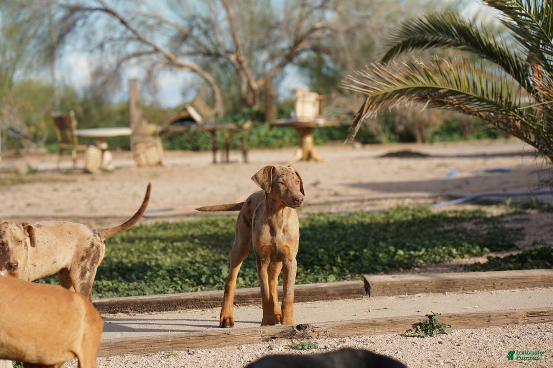 Mixed Breed dogs for sale: Lilac Fawn Merle F1 RT - Ad 19