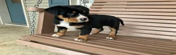 Greater Swiss Mountain Dog dogs for sale:  Jenny - Ad 2