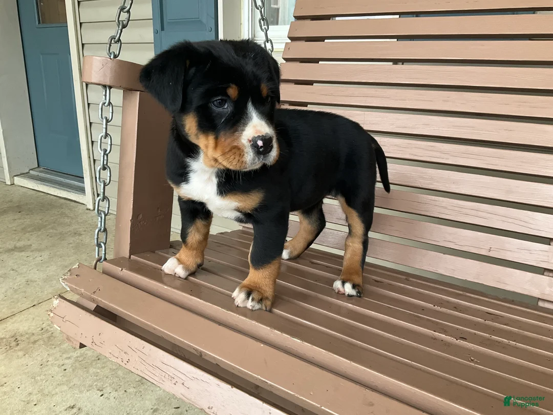 Greater Swiss Mountain Dog dogs for sale:  Jenny - Ad 2