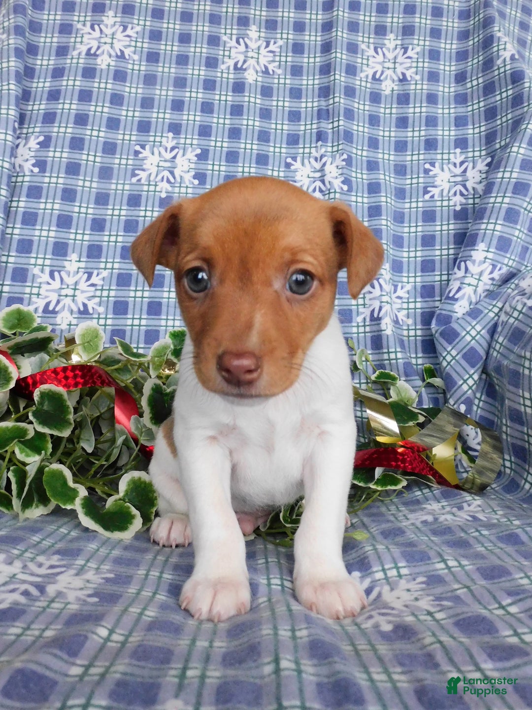 Jack Russell Terrier dogs for sale: Charlie - Ad 1