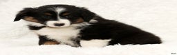 Australian Shepherd dogs for sale: Remmi - Ad 7