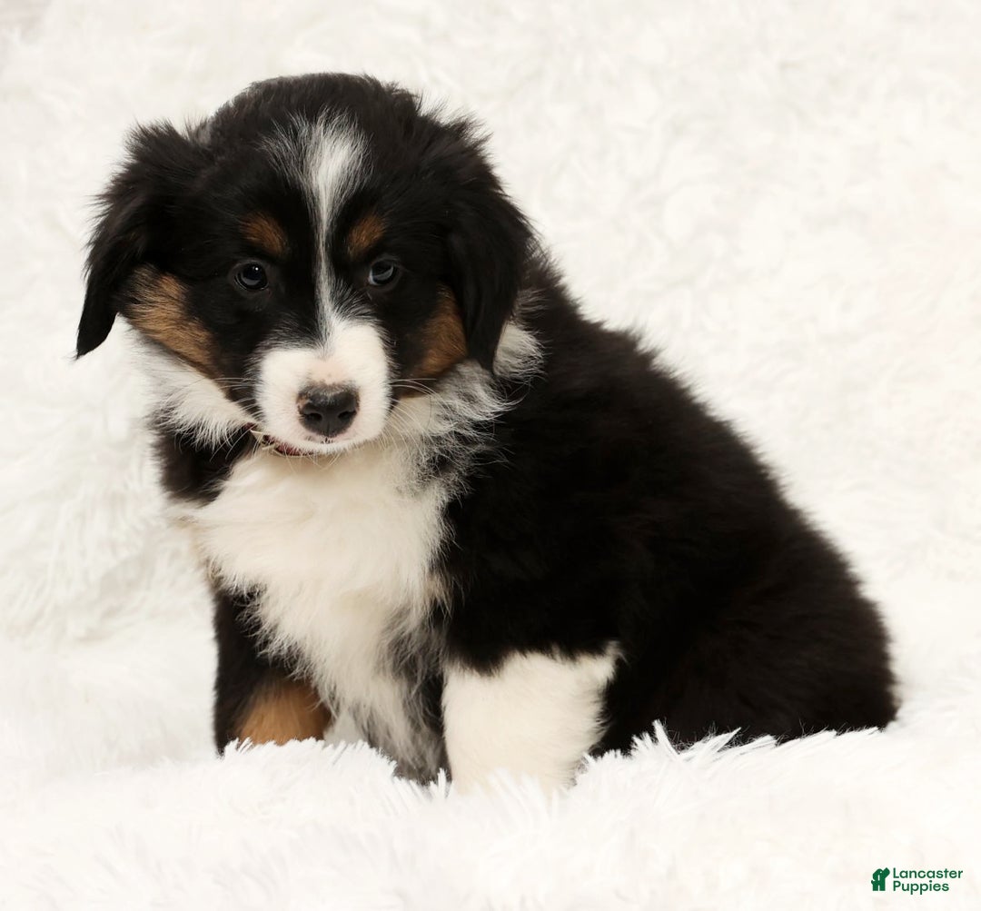 Australian Shepherd dogs for sale: Remmi - Ad 7