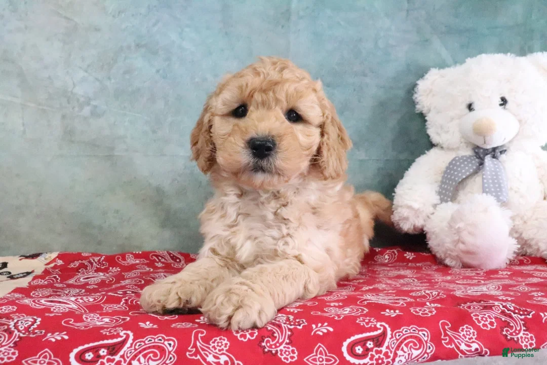 Mini Goldendoodle dogs for sale: Frankie - Ad 2
