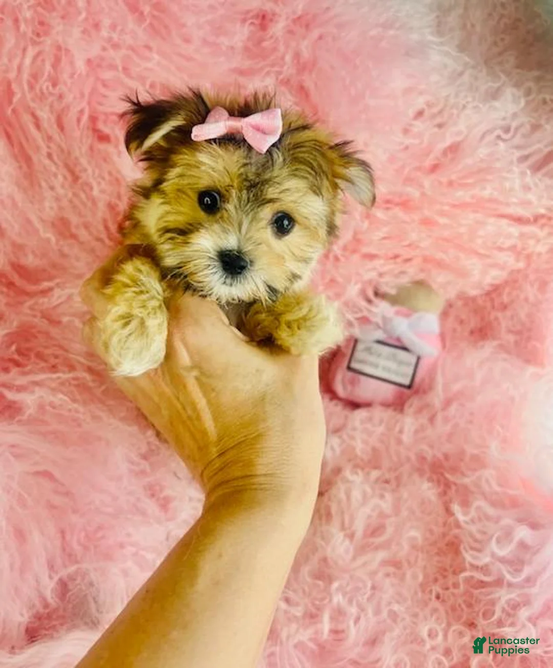 Morkie dogs for sale: Morkie 2 - Ad 2