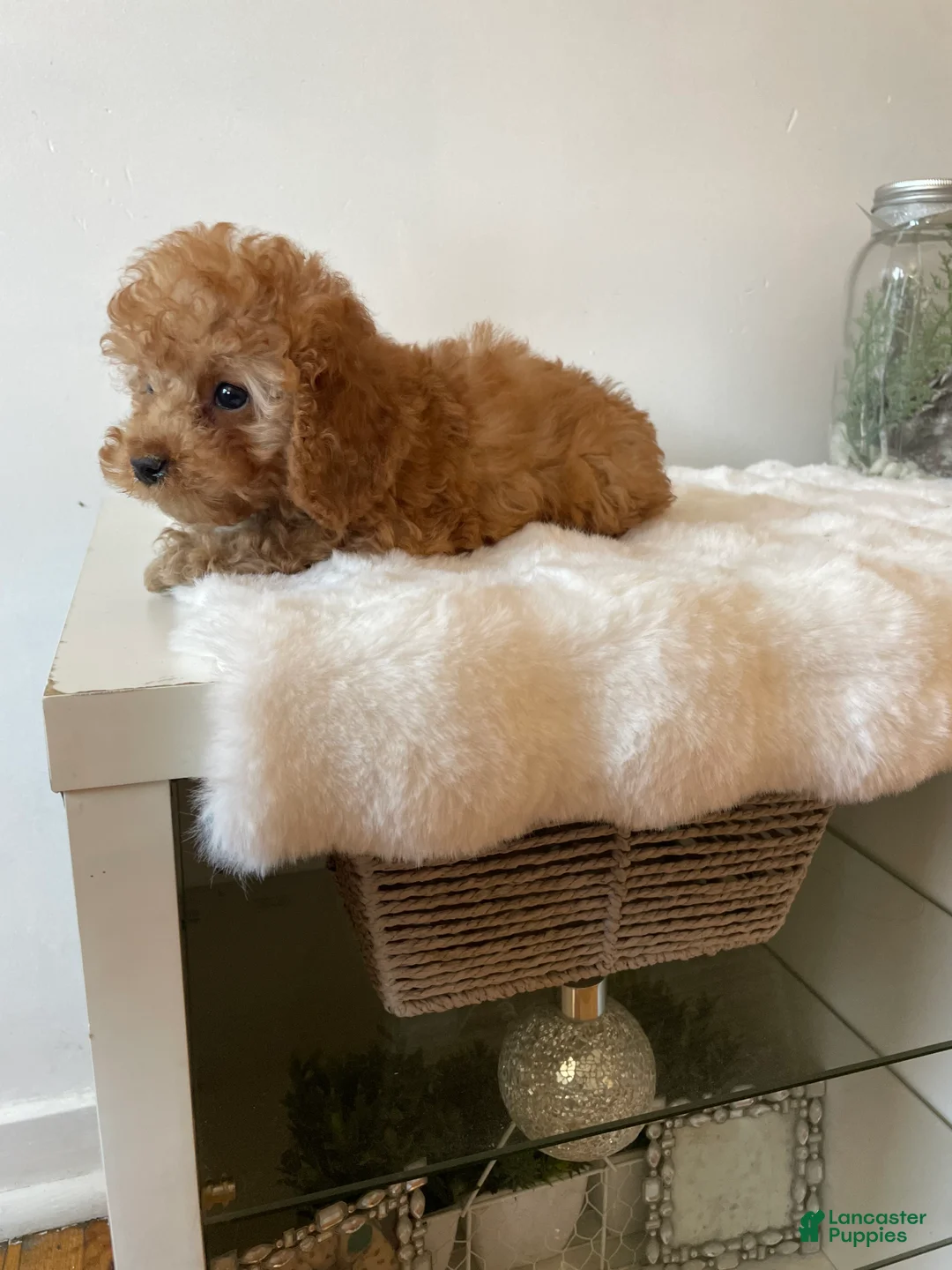 Toy Poodle dogs for sale: Muffin - Ad 1