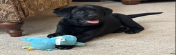 Labrador Retriever dogs for sale: Abby - Ad 6
