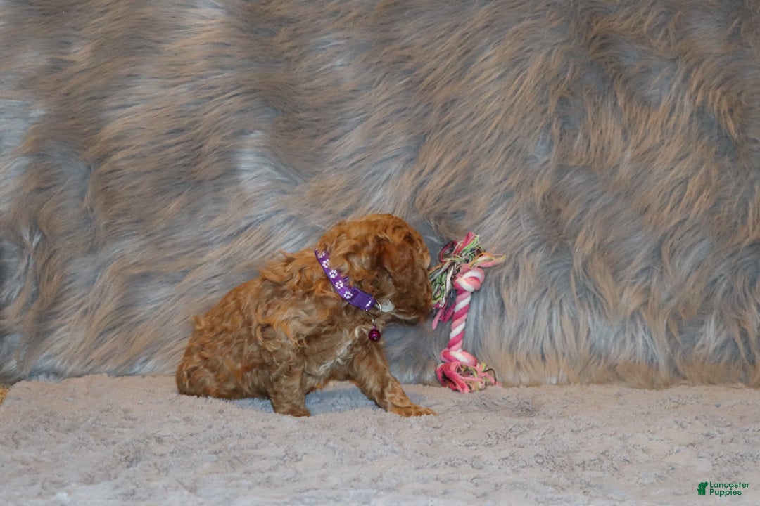 Mini Goldendoodle dogs for sale: Wendy 🌷👨‍👨‍👧‍👦💞🐕 - Ad 4