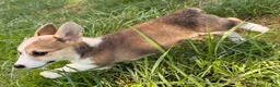 Welsh Corgi Pembroke dogs for sale: Tucker - Ad 7