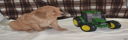 Golden Retriever dogs for sale: Robby - Ad 2