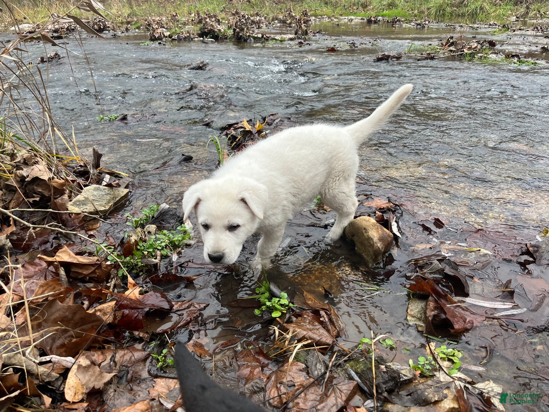 German Shepherd dogs for sale: Duke - Ad 7