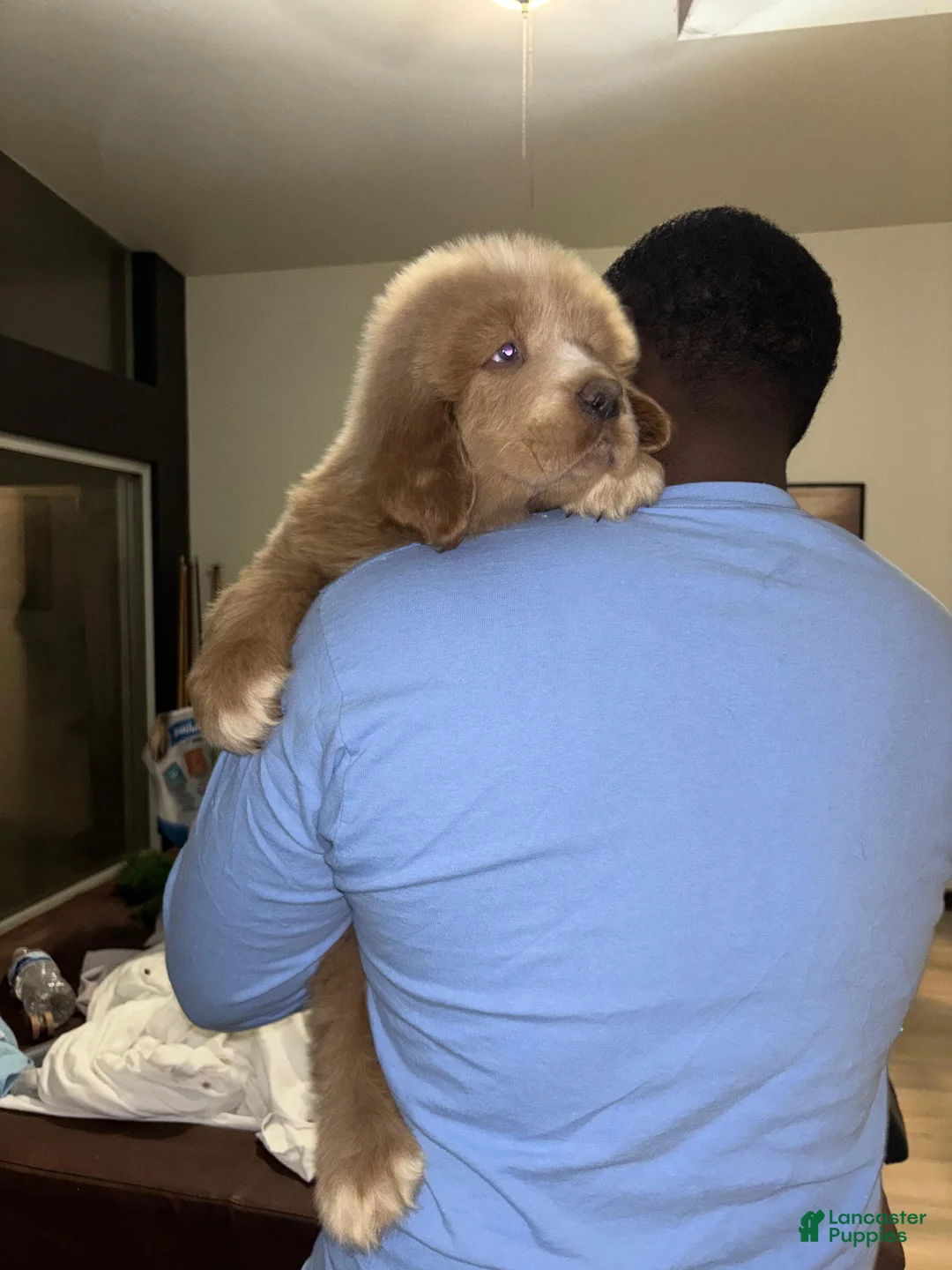Tibetan Mastiff dogs for sale: Tibetan Mastiff Puppy 1 - Ad 2