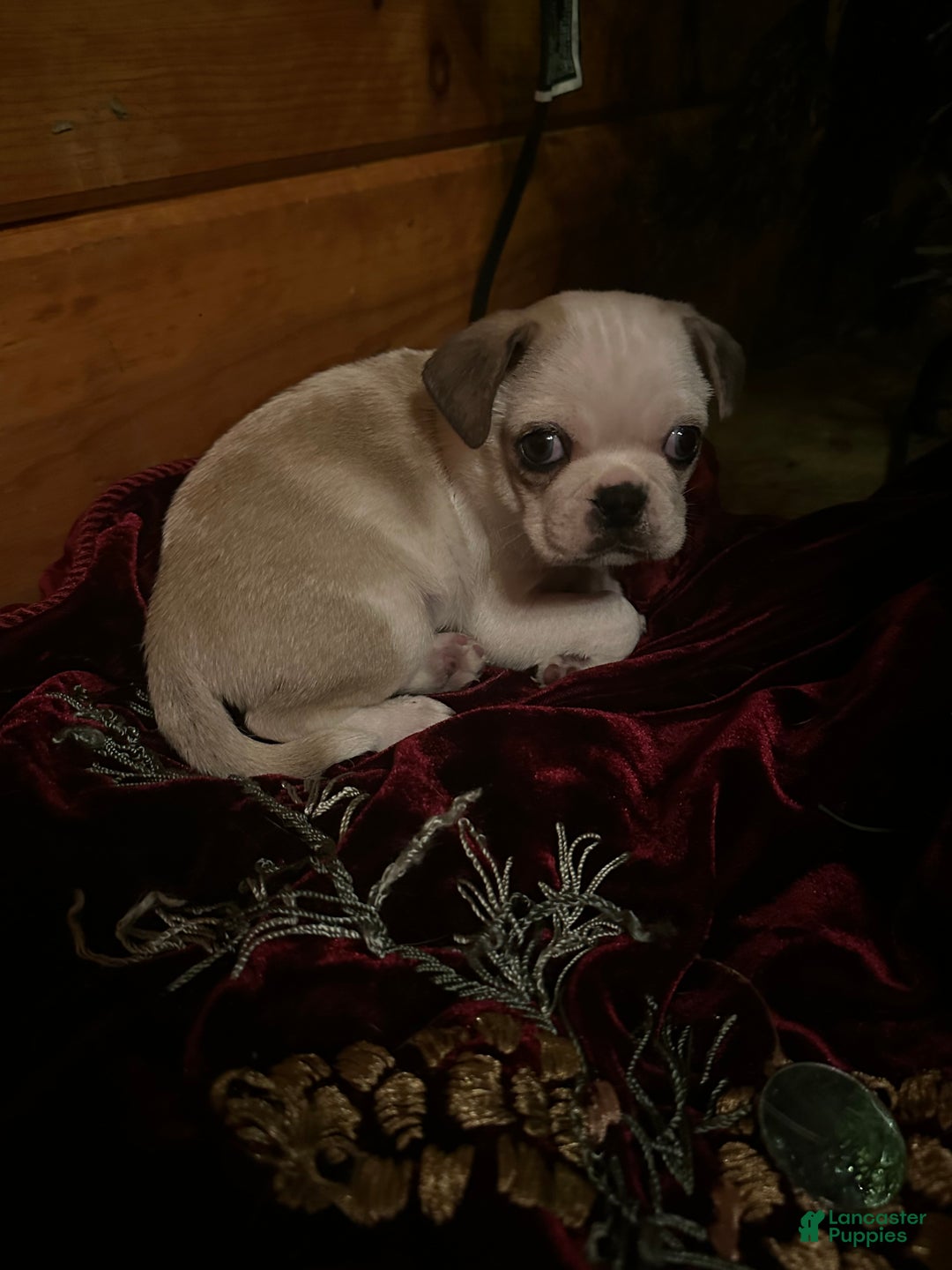 Pug dogs for sale: Finnley - Ad 2