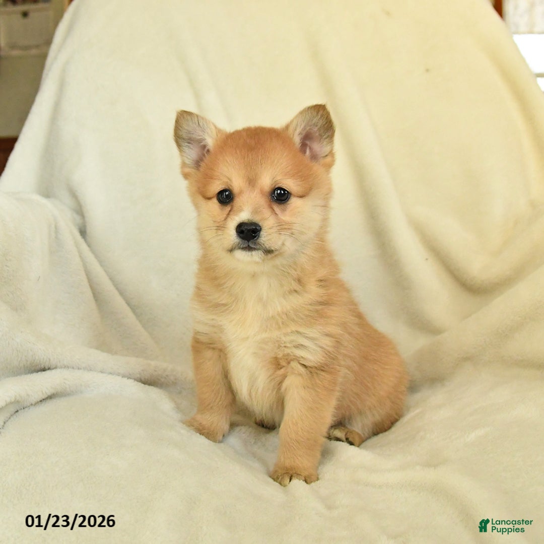 Mixed Breed dogs for sale: Callie - Ad 1