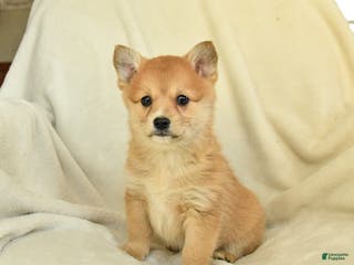 Mixed Breed dogs Callie - Ad 16