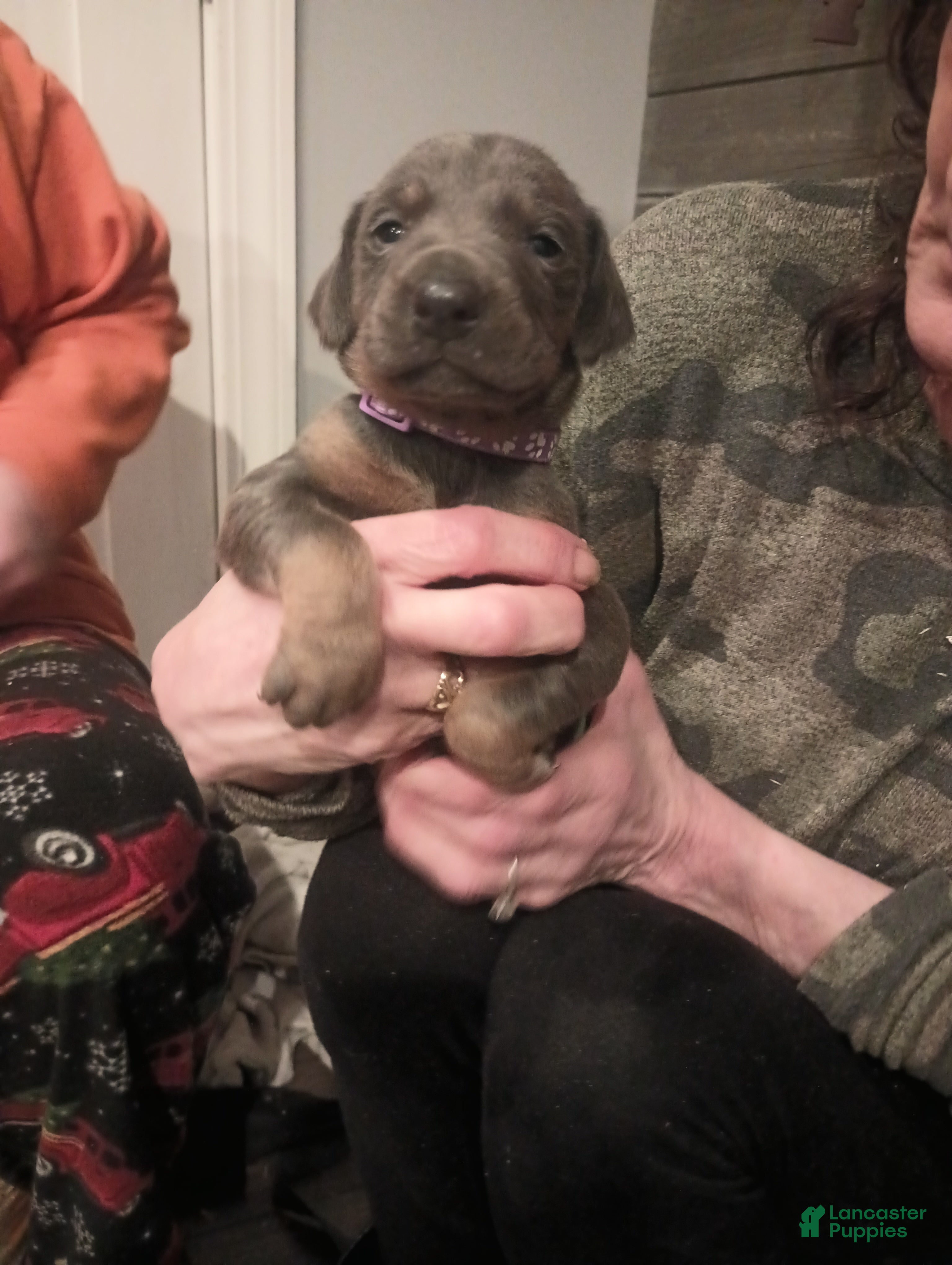 Doberman Pinscher dogs for sale: Bandit  - Ad 4