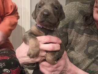 Doberman Pinscher dogs for sale: Bandit - Ad 4