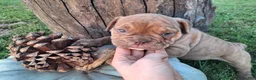 English Bulldog dogs for sale: Dolly - Ad 5