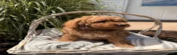Mini Goldendoodle dogs for sale: Buddy - Ad 4