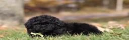 Miniature Poodle dogs for sale: Carter (AKC) - Ad 6