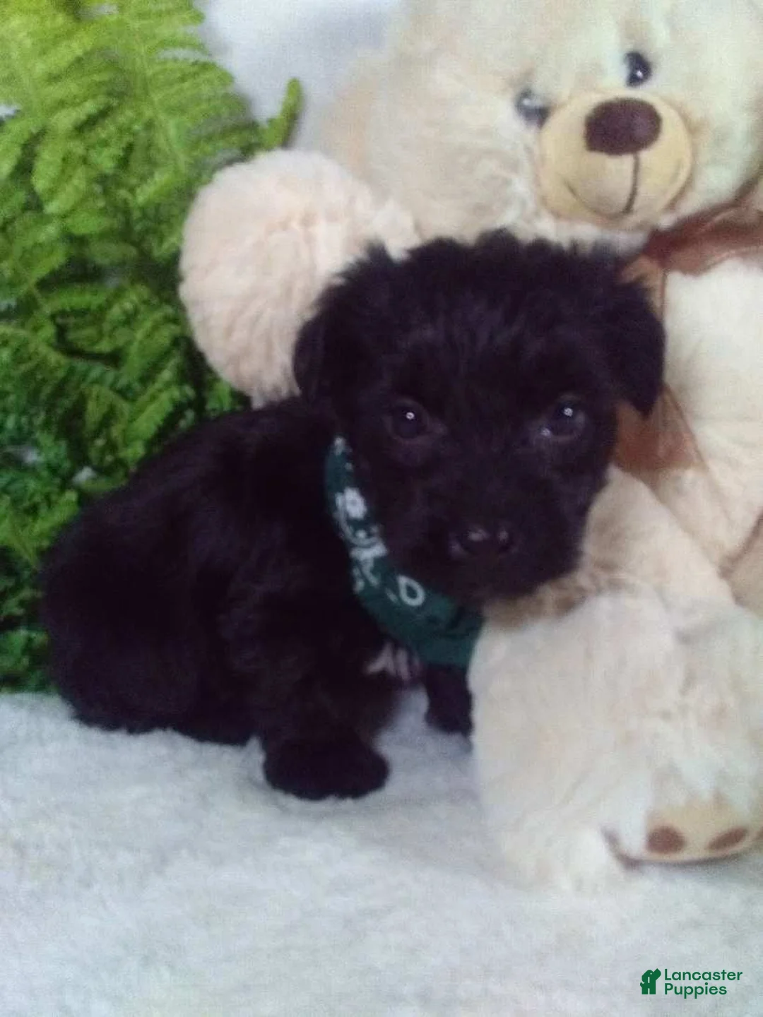 Yorkiepoo dogs for sale: Gunner - Ad 2