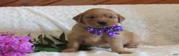 Golden Retriever dogs for sale: Layla - Ad 6