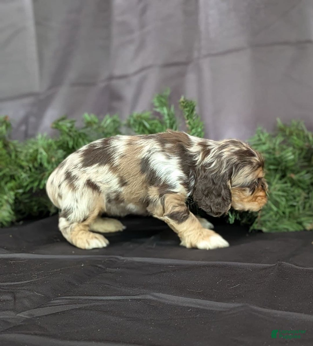 Cocker Spaniel dogs for sale: Voilet - Ad 3