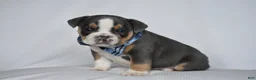 Beabull dogs for sale: Captain - Ad 7